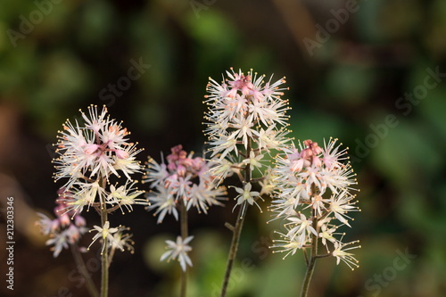 Form flower(tiarella) in the garden
