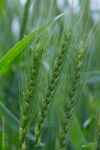 Ear of green wheat in the field