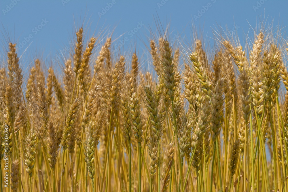 Wheat ear on the field at harvest time in Takamatsu city,Kagawa,Shikoku,Japan Wheat ear on the field at harvest time in Takamatsu city,Kagawa,Shikoku,Japan
