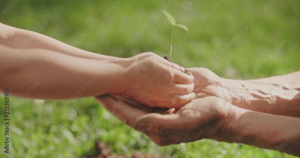 little girl giving small sprout to old man. generations helping each other. tradition, ecology, farming concept 4k