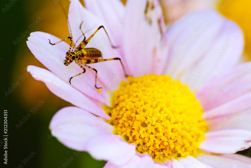 Naklejka premium A small insect on a pink flower in the garden. A macro. France. Cote d'Azur.