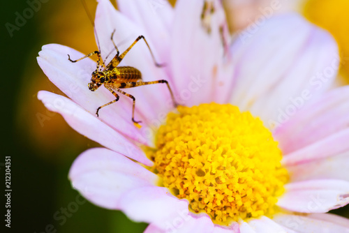 A small insect on a pink flower in the garden. A macro. France. Cote d'Azur.