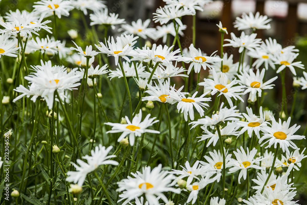 Fototapeta premium Big camomiles grow in a garden
