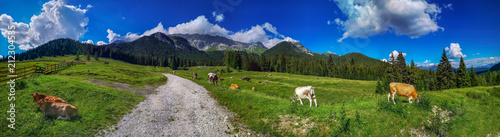 Österreich Berwiese in den Alpen bei gutem Wetter mit Kühen