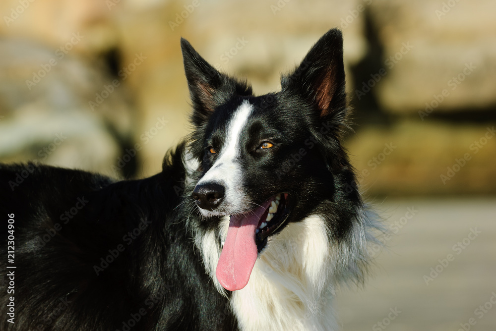 Border Collie dog outdoor portrait