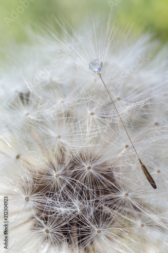 Fototapeta Naklejka Na Ścianę i Meble -  Dandelion with water drops