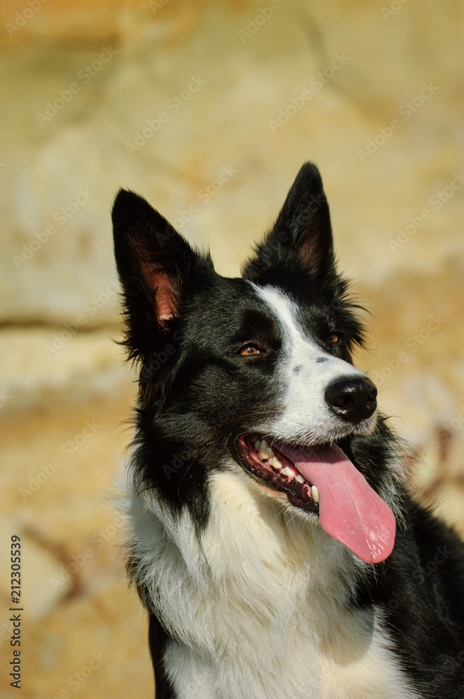 Border Collie dog outdoor portrait at against rock background