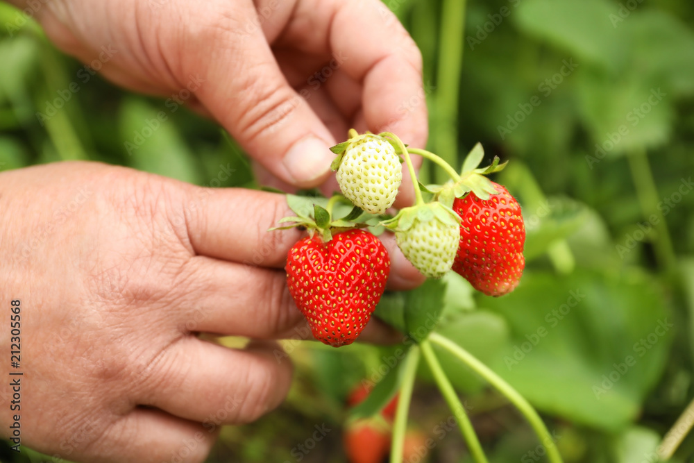 Obraz premium Farmer with ripening strawberries in garden