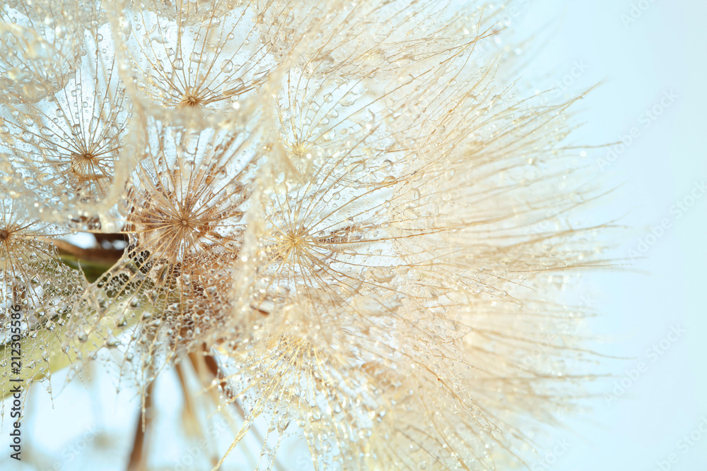 Obraz premium Dandelion seed head on light background, close up