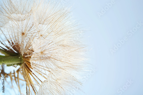 Dandelion seed head on grey background, close up