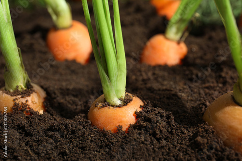 Ripe carrots in soil, closeup. Healthy diet