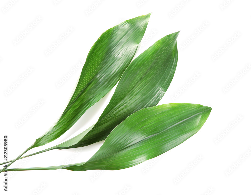 Beautiful tropical Aspidistra leaves on white background Beautiful tropical Aspidistra leaves on white background