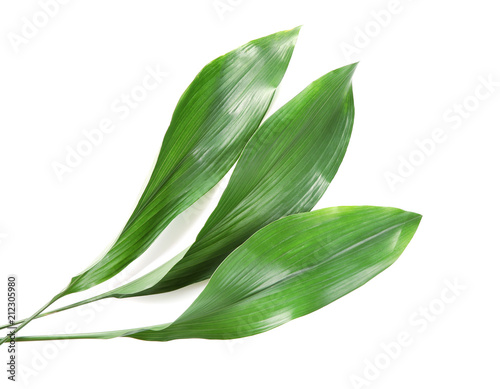 Beautiful tropical Aspidistra leaves on white background photo