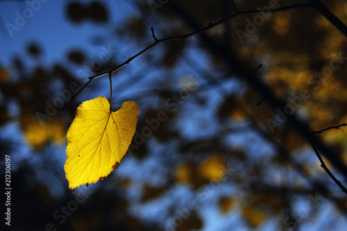 Illuminated yellow leaf on a branch with shallow depth of field and blurry background