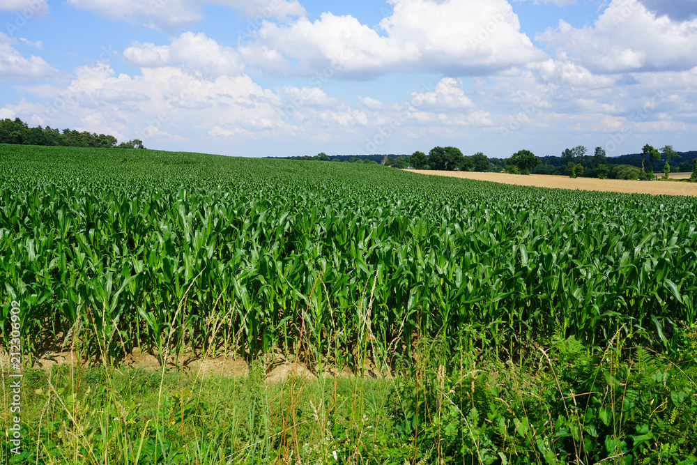 Green corn field in Brittany, France