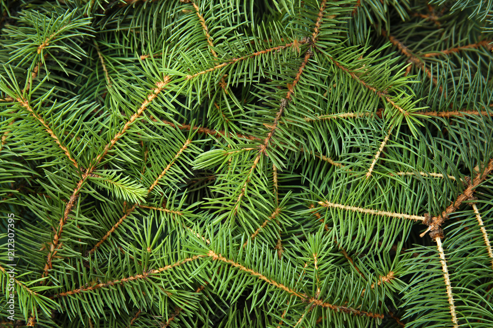 Branches of Christmas tree as background