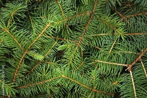 Branches of Christmas tree as background