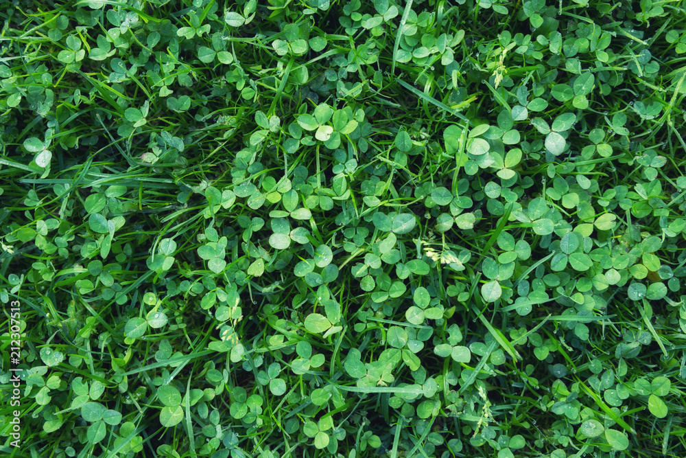 Grass as a background for design idea. Grass as a background for design idea.