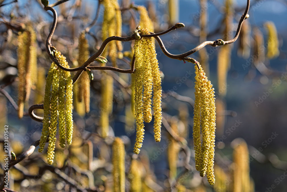 Haselnussblüte