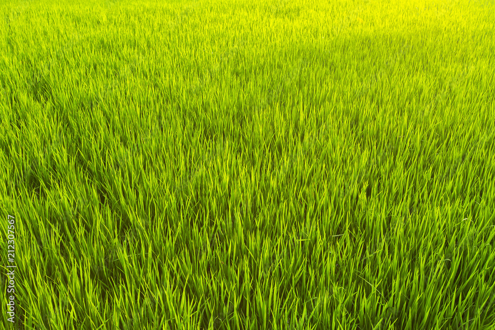 Green rice field close-up.