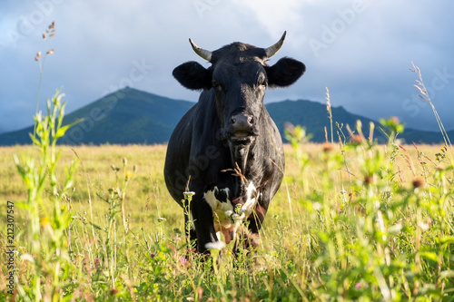 Cow on the field. Composition with animal on the farm