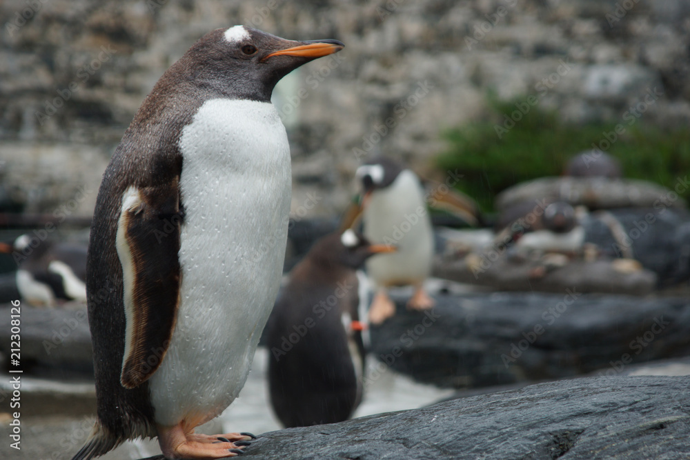 Fototapeta premium A wet sad penguin is standing in the rain