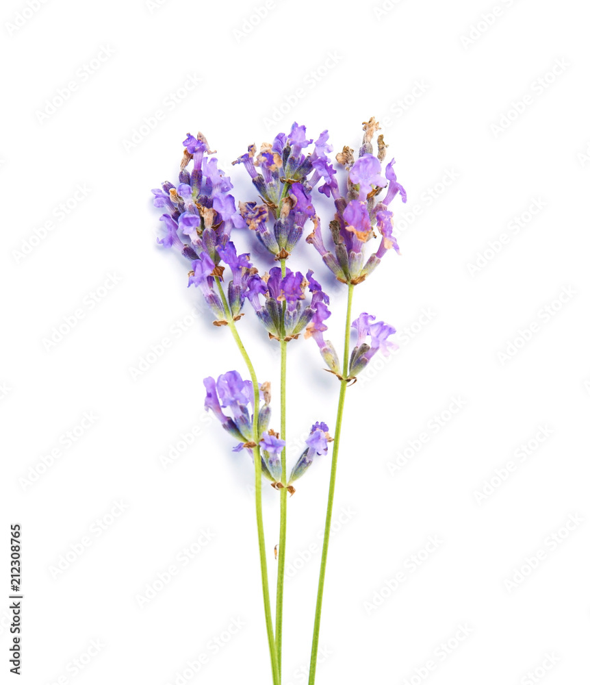 Obraz premium Beautiful blooming lavender flowers on white background