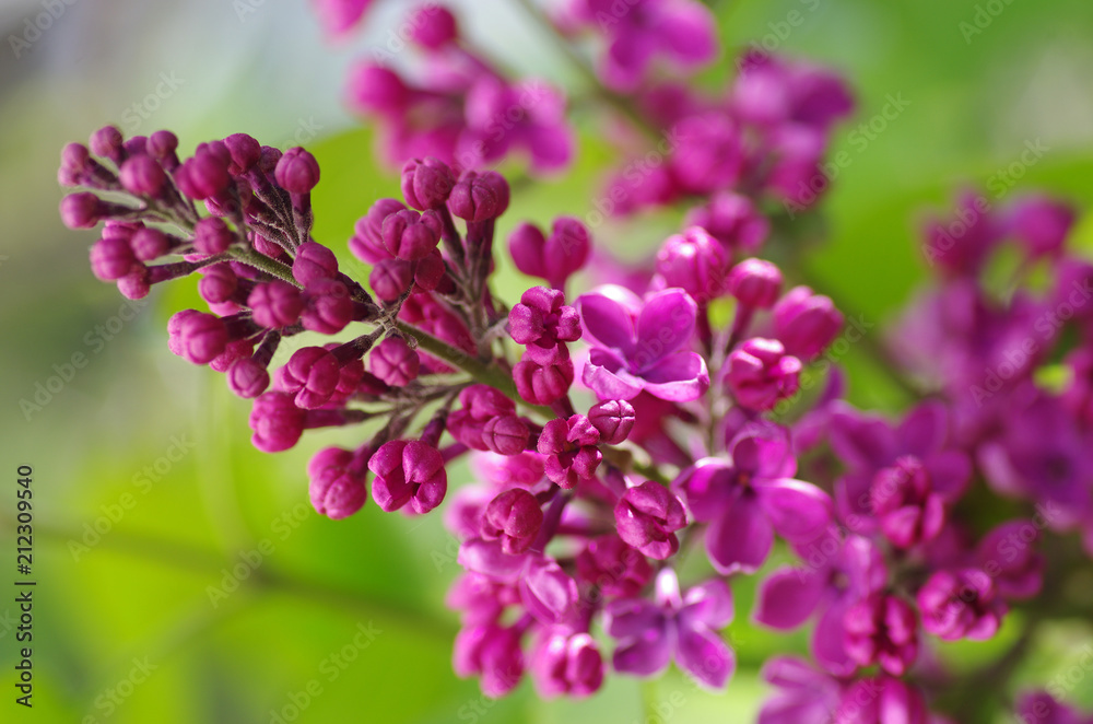 Purple lilac bush blooming in May day Purple lilac bush blooming in May day