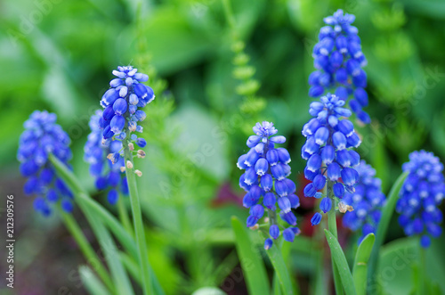 Muscari in spring garden