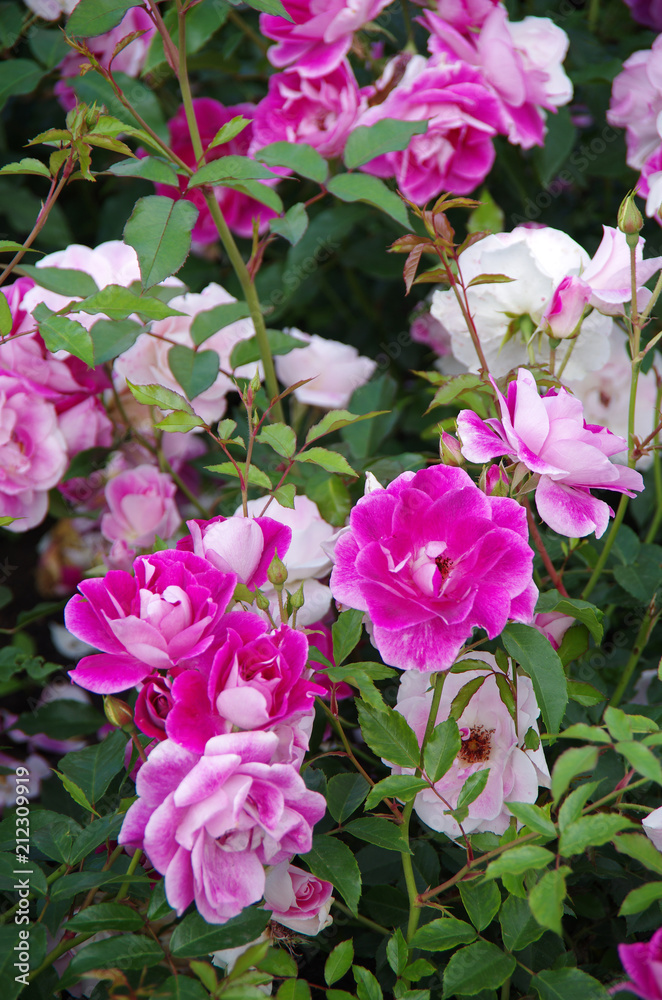 Purple rose in the garden