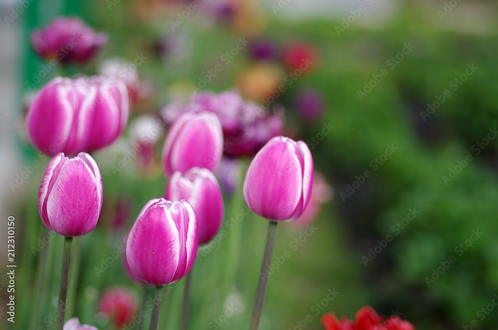 Tulips in spring garden Tulips in spring garden