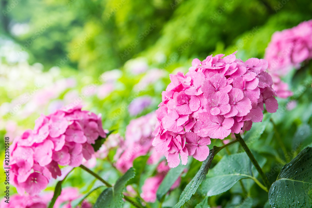 hydrangea hydrangea