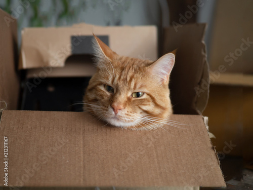 red cat in a box