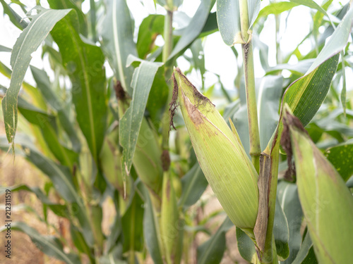 corn field