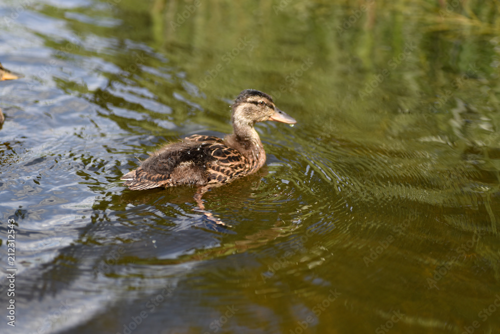 Duckling on the river on a sunny day Duckling on the river on a sunny day