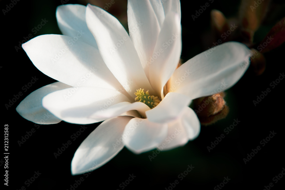 Fototapeta premium Close-up on a star magnolia flower