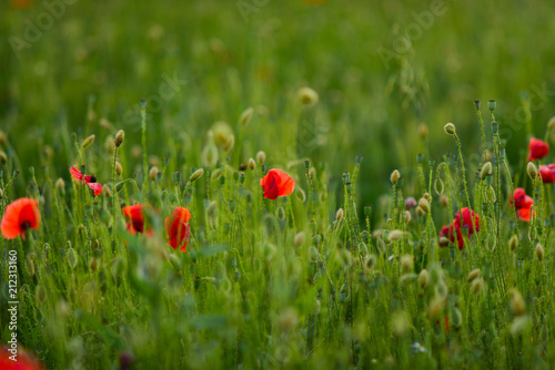 Fototapeta Naklejka Na Ścianę i Meble -  Red poppies in a green field covered with evening light