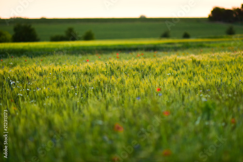Fototapeta Naklejka Na Ścianę i Meble -  Red poppies in a green field covered with evening light