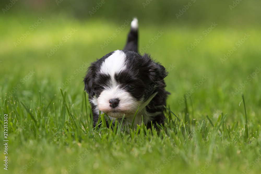havanese puppy dog havanese puppy dog