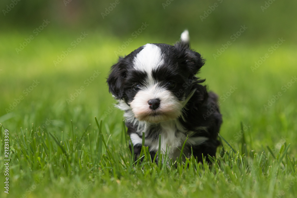 havanese puppy dog