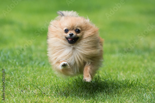 little Pomeranian dog