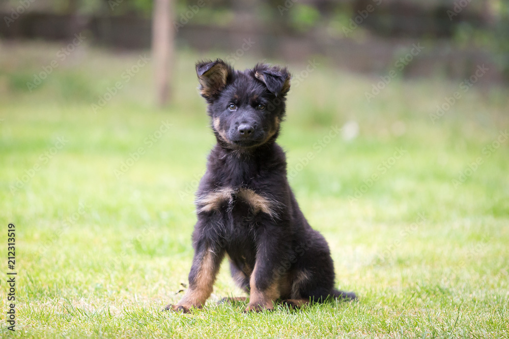 german shepherd puppy german shepherd puppy