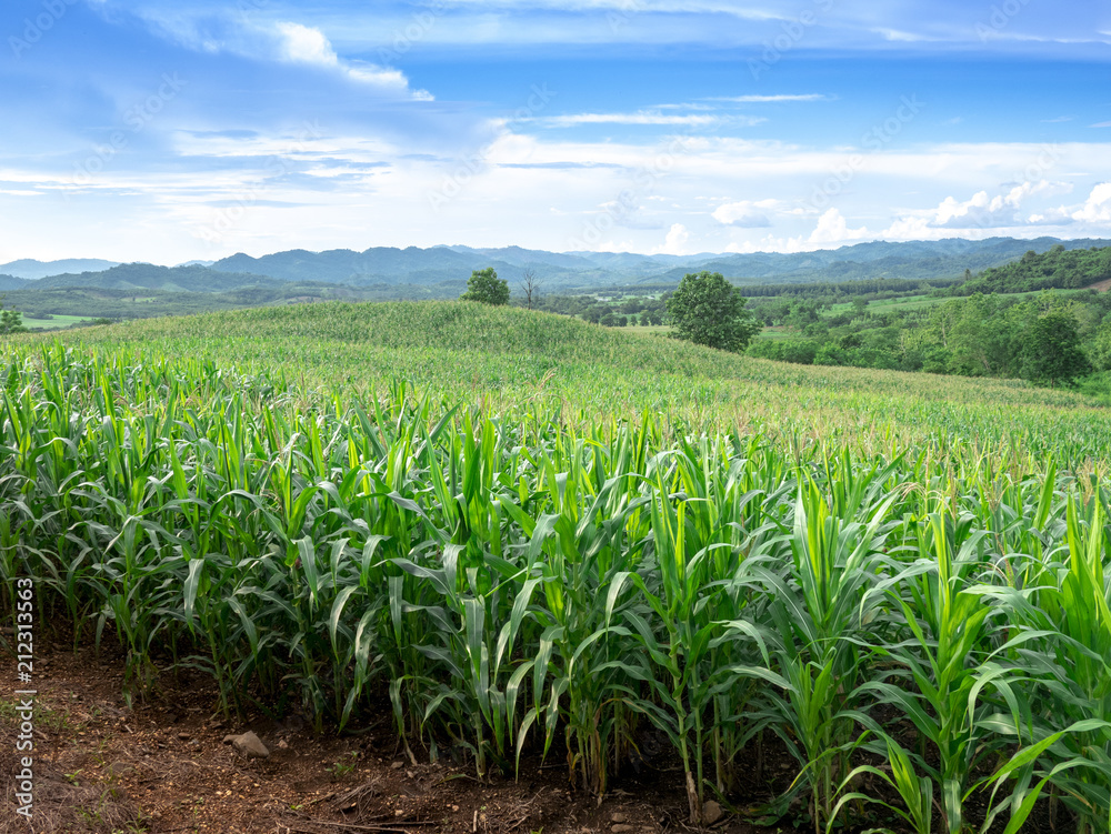 corn field corn field