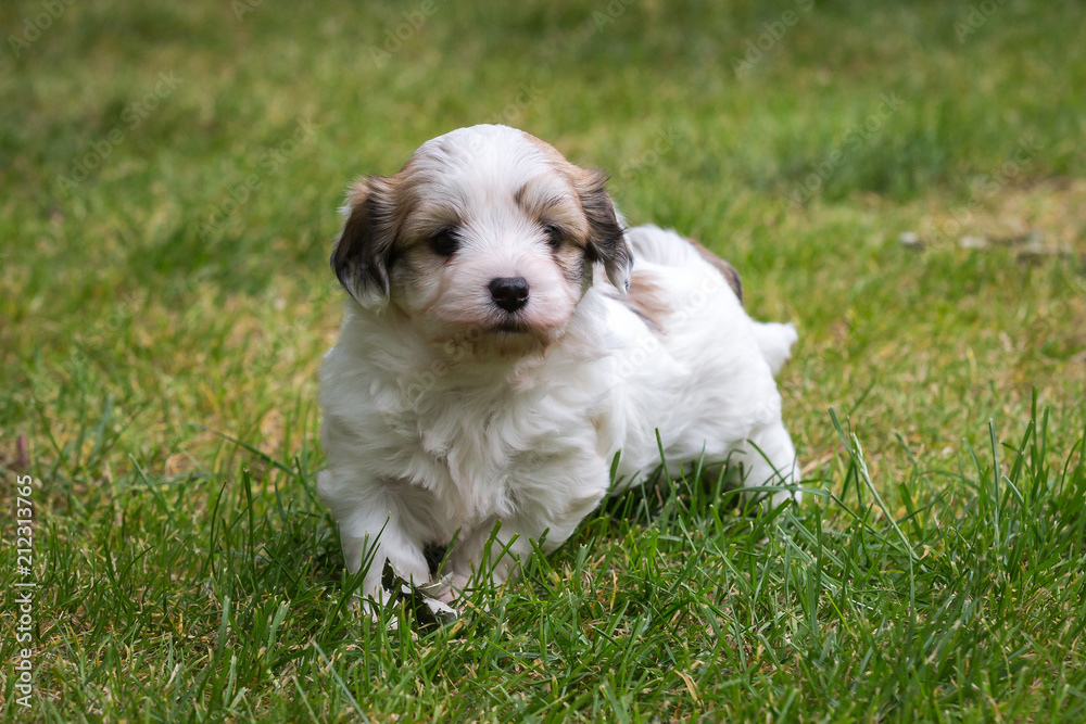 havanese puppy dog