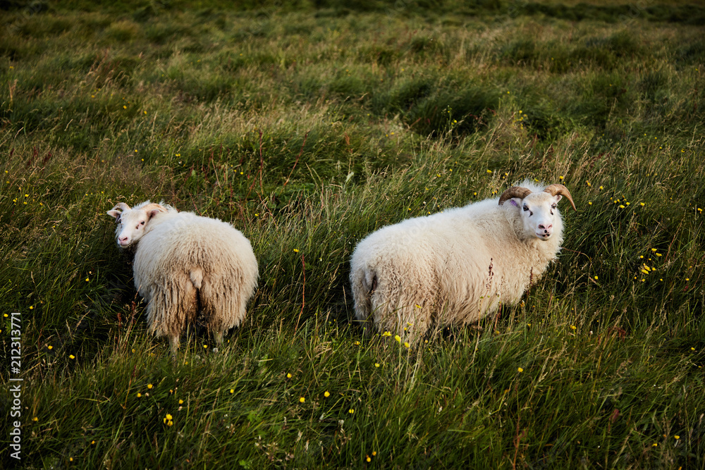 Fototapeta premium Two Icelandic sheeps