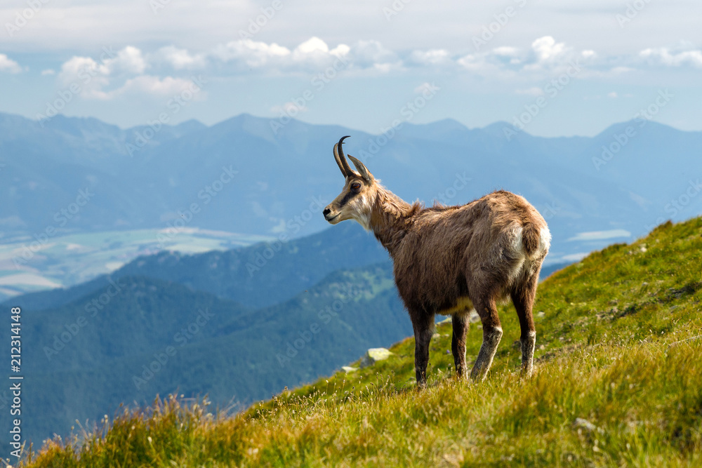 Tatra chamois on the hill