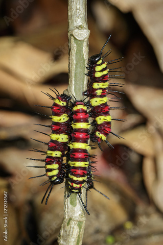 Image of a Caterpillar leopard lacewing(Cethosis cyane euanthes) on a branch. Insect. Animal photo