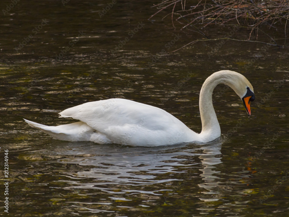 Isolated swan is swimming in warm water Isolated swan is swimming in warm water