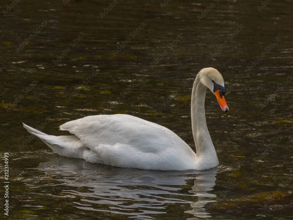 Isolated swan is swimming in warm water Isolated swan is swimming in warm water