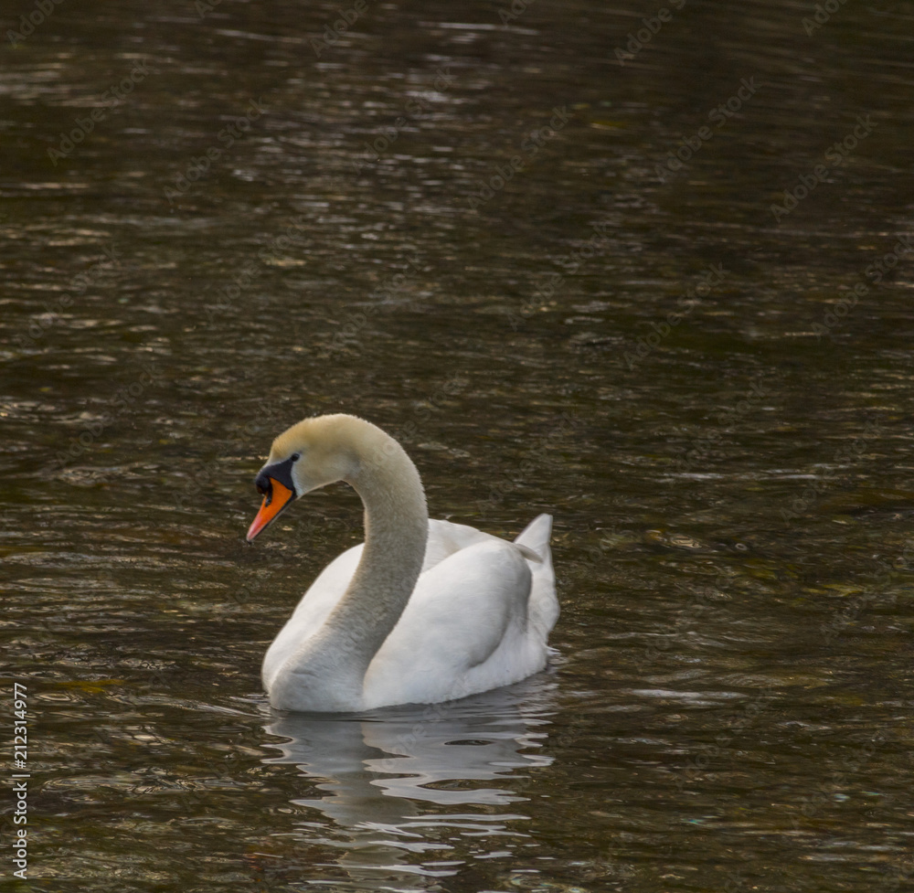 Isolated swan is swimming in warm water Isolated swan is swimming in warm water